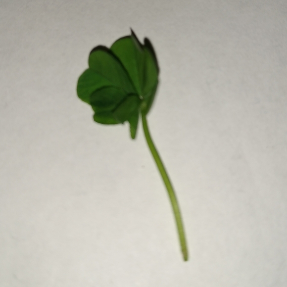 🍀 WILD 5 Five Leaf Clover Rare REAL Just 4U Found 4/23/23 USA yard Lucky Rose - Picture 11 of 17